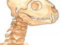 cs-AnthroSkull.jpg